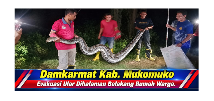 ULAR BESAR BERHASIL DIAMANKAN DAMKARMAT MUKOMUKO